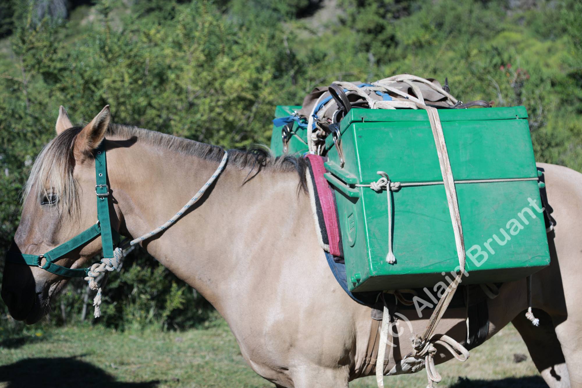 One of the pack horse