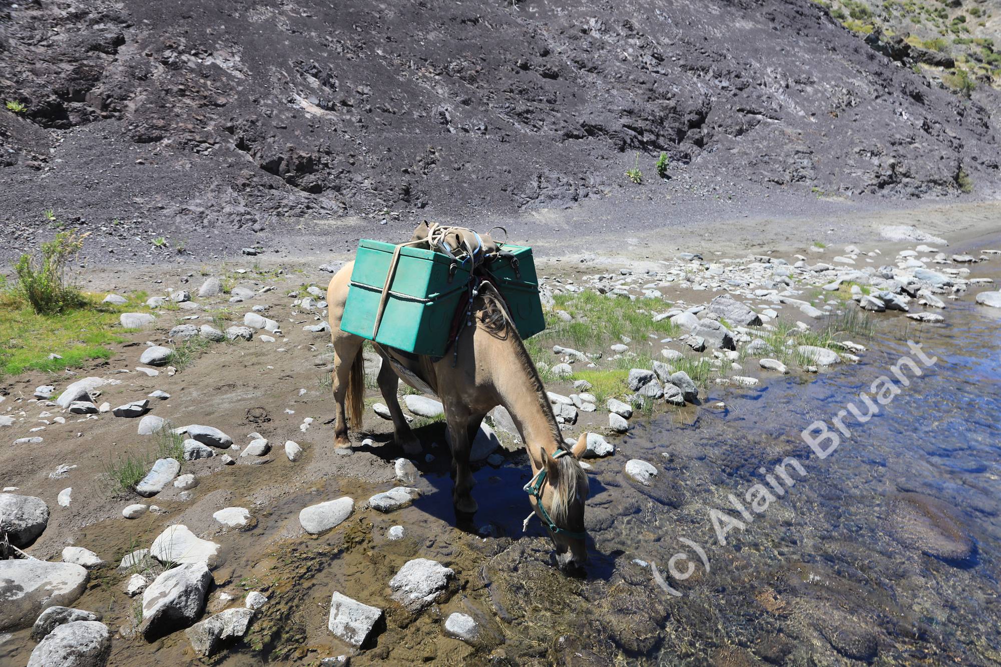 Pack horses are sometimes free