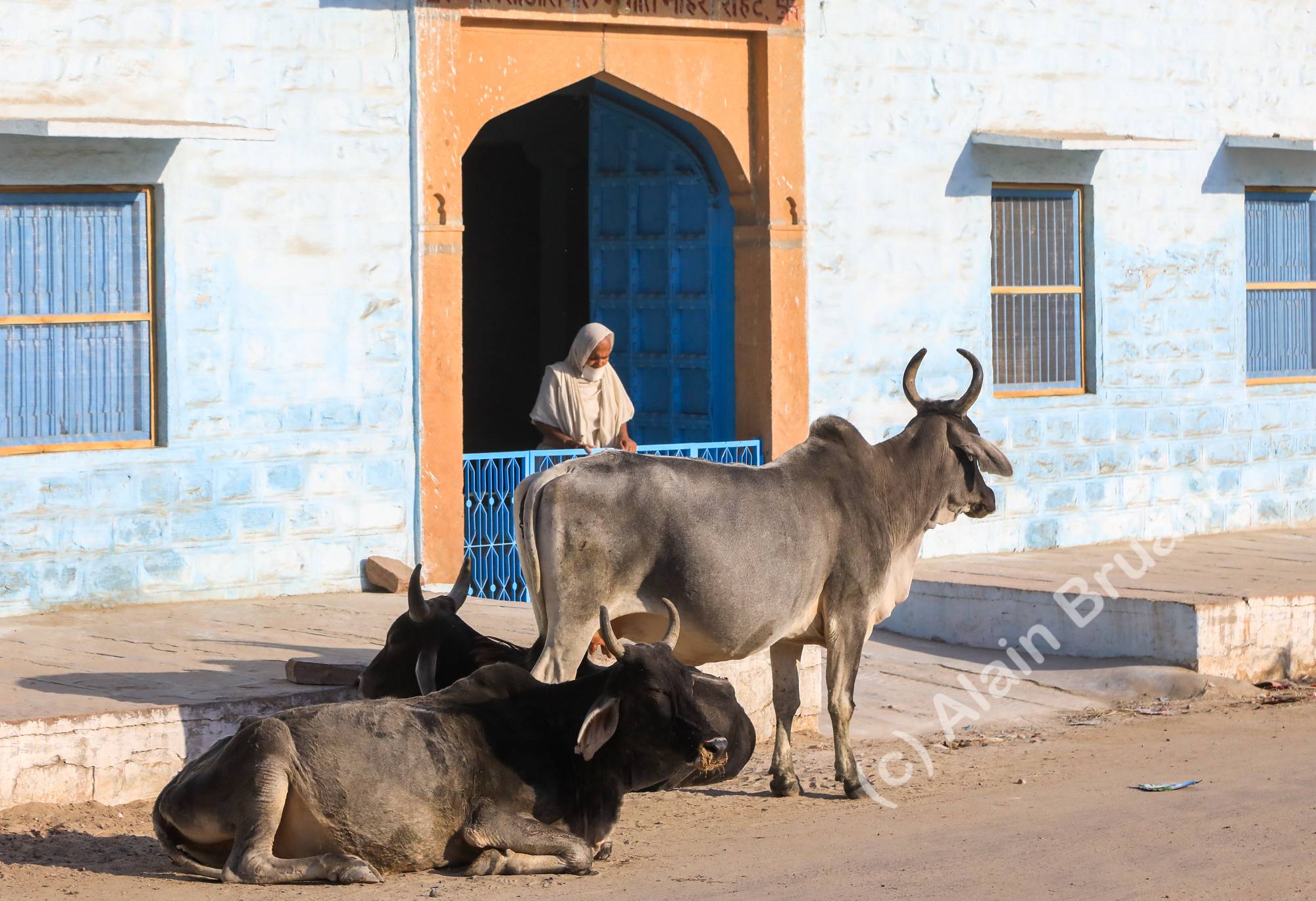 Vaches sacrées